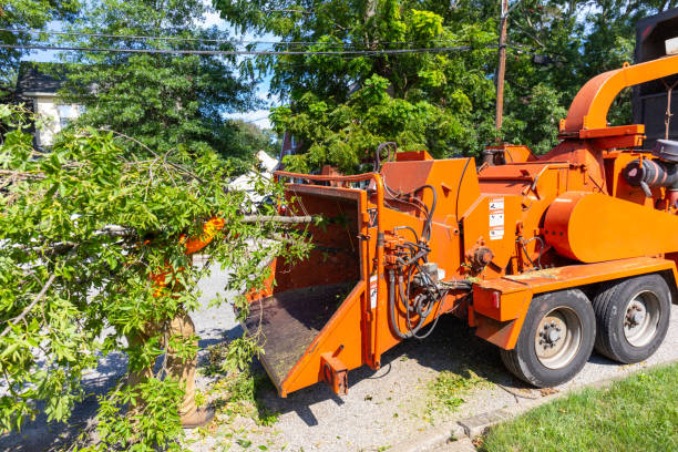 Best Palm Tree Trimming  in Brookdale, SC